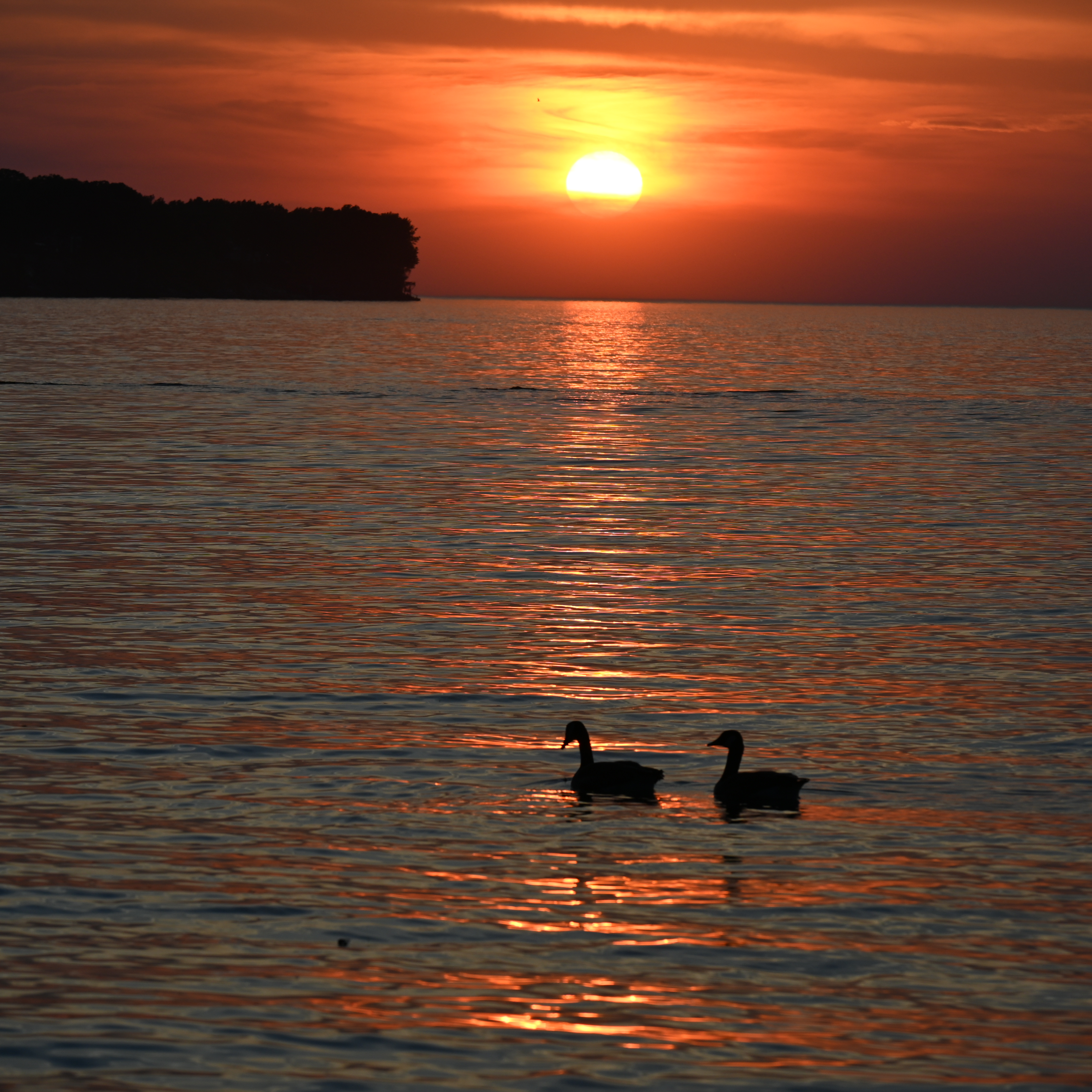 Two geese on the lake during an orange and yellow sunset.